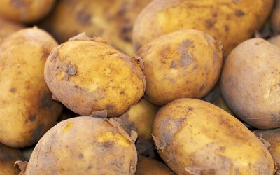 Kartoffeln aus dem Gemüsegarten der KJF Berufsschule Sankt Nikolaus