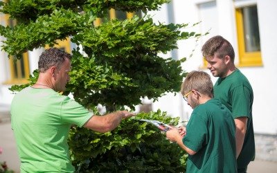 Das Bild zeigt Auszubildende aus dem KJF Berufsbildungswerk Dürrlauingen bim Beschneiden eines kleinen Baumes