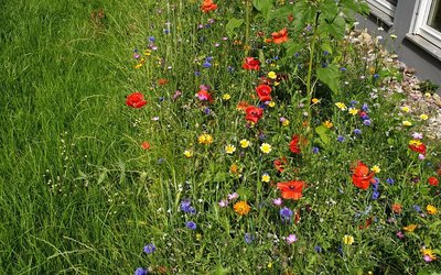 Blumenwiese vor Klassenzimmer