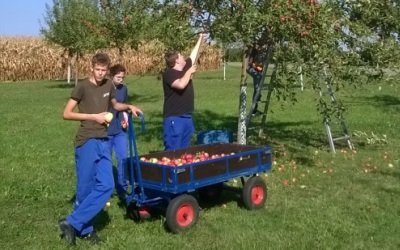 Das Bild zeigt die Jugendlichen vom Sankt Nikolaus KJF Berufsbildungs- und Jugendhilfezentrum bei der Apfelernte